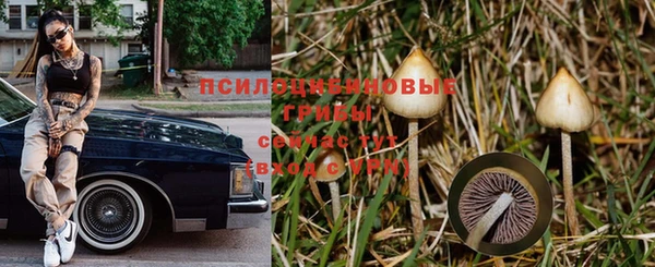 прущие грибы Алексеевка